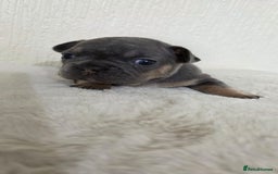 French Bulldog dogs for sale: Beautiful litter of French Bulldogs - Advert 4