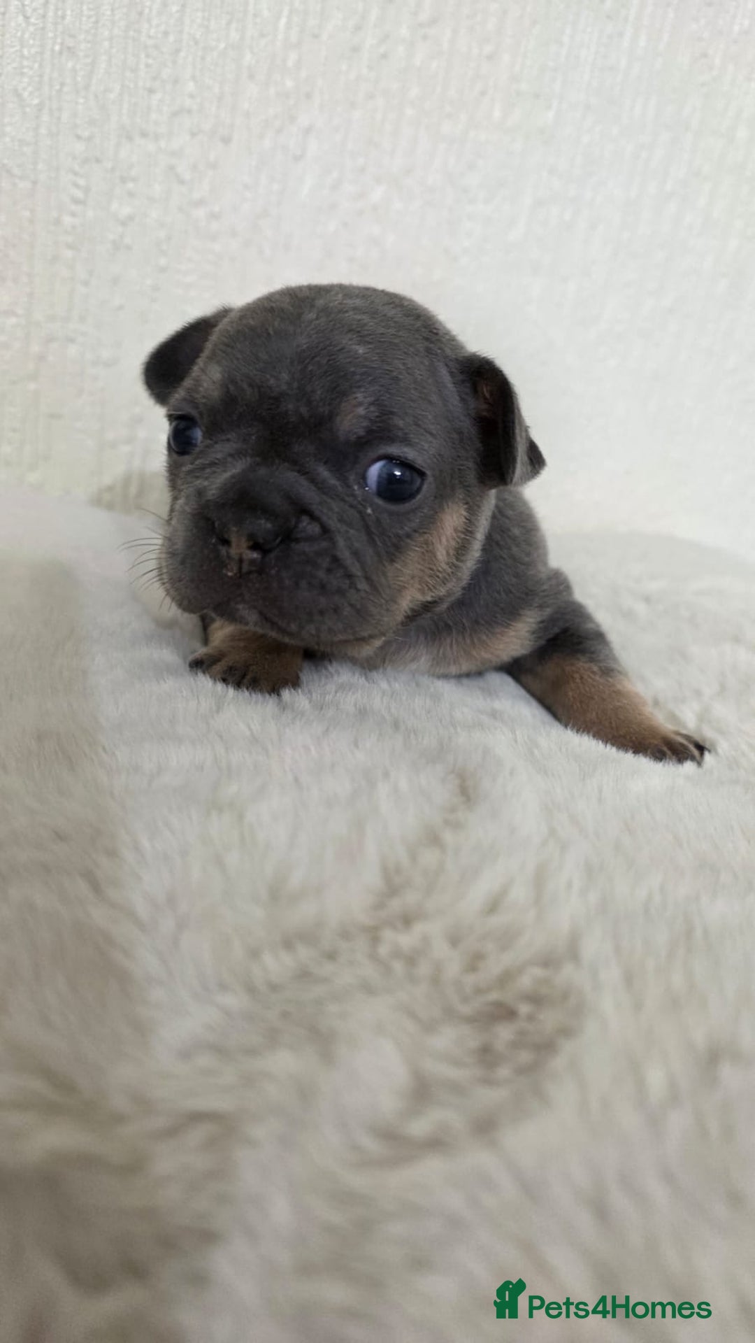 French Bulldog dogs for sale: Beautiful litter of French Bulldogs - Advert 4