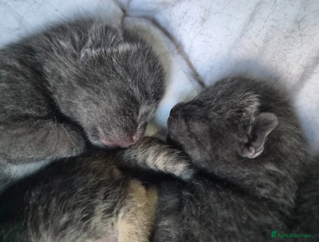 Russian Blue cats for sale: Blue Russian Babies For Sale  in Swansea - Advert 2