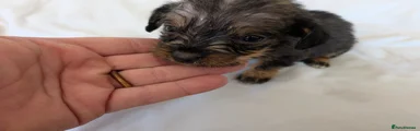 Mixed Breed 7