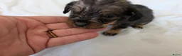 Mixed Breed dogs for sale: 3/4 dachshund 1/4 jack Russell - Advert 9