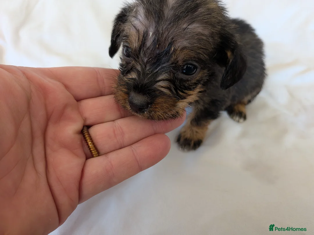 Mixed Breed dogs for sale: 3/4 dachshund 1/4 jack Russell - Advert 9