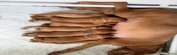 Hungarian Vizsla dogs for sale: Dual purpose Hungarian wirehaired Vizsla puppies - Advert 14