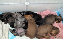 Dachshund dogs for sale: Beautiful Dachshund puppies  - Image 1