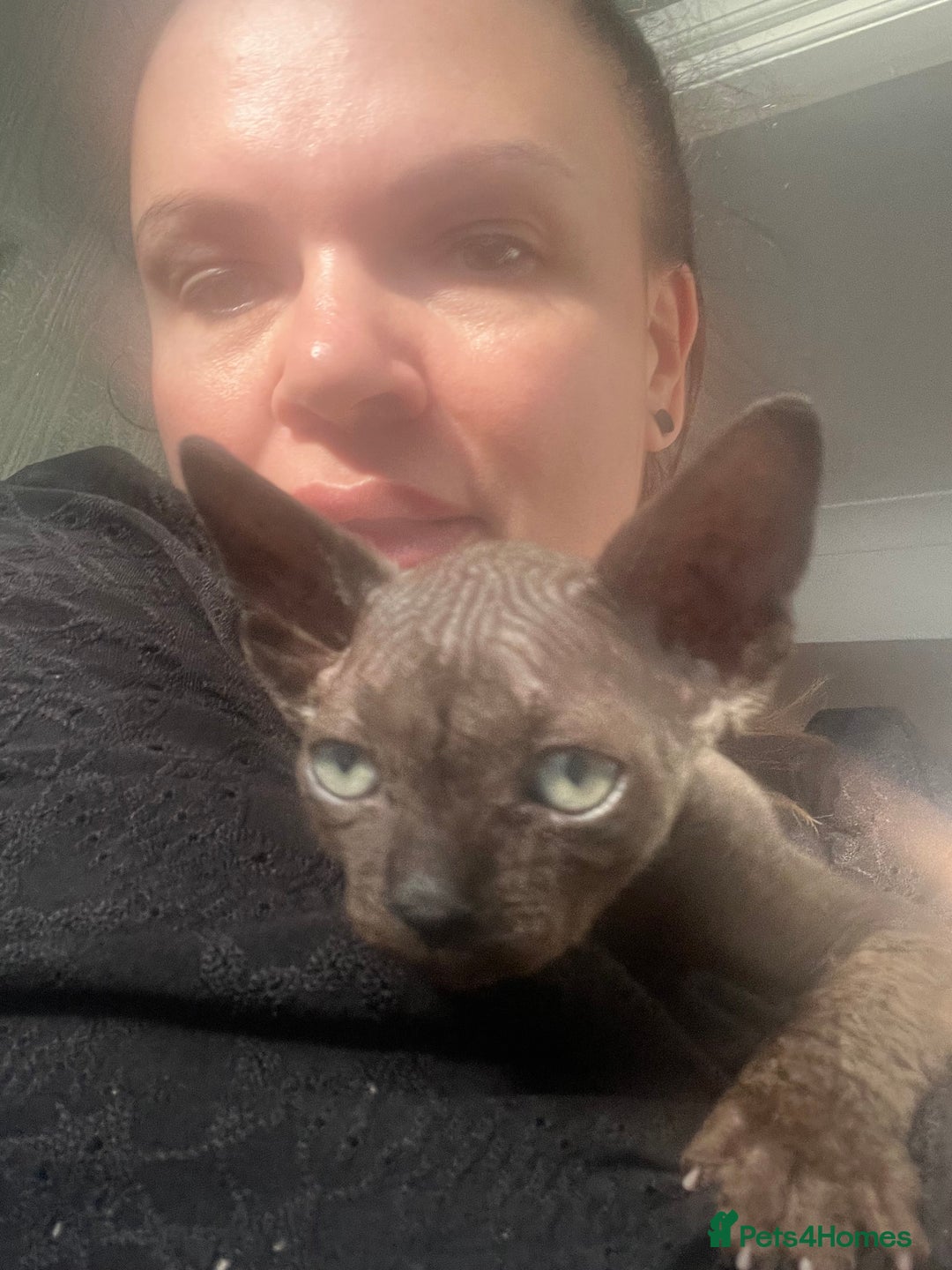 Sphynx cats for sale: Chocolate Canadian Sphynx boy - Advert 7