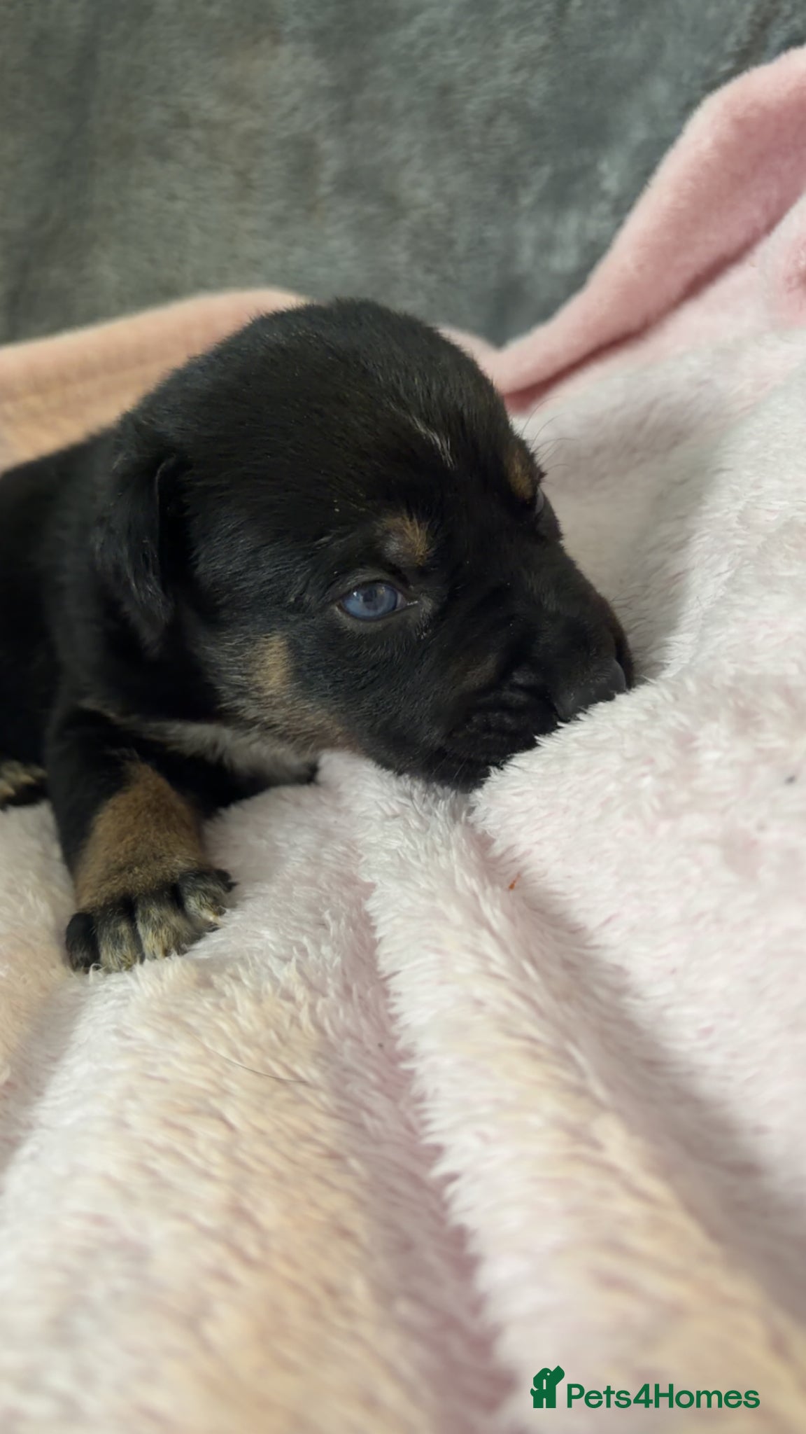 Mixed Breed dogs for sale: Belgian Mali x German shepherd  - Advert 17