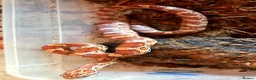 Corn Snake reptiles for sale: Cornsnakes forsale males females 2025 hatchlings  - Advert 3