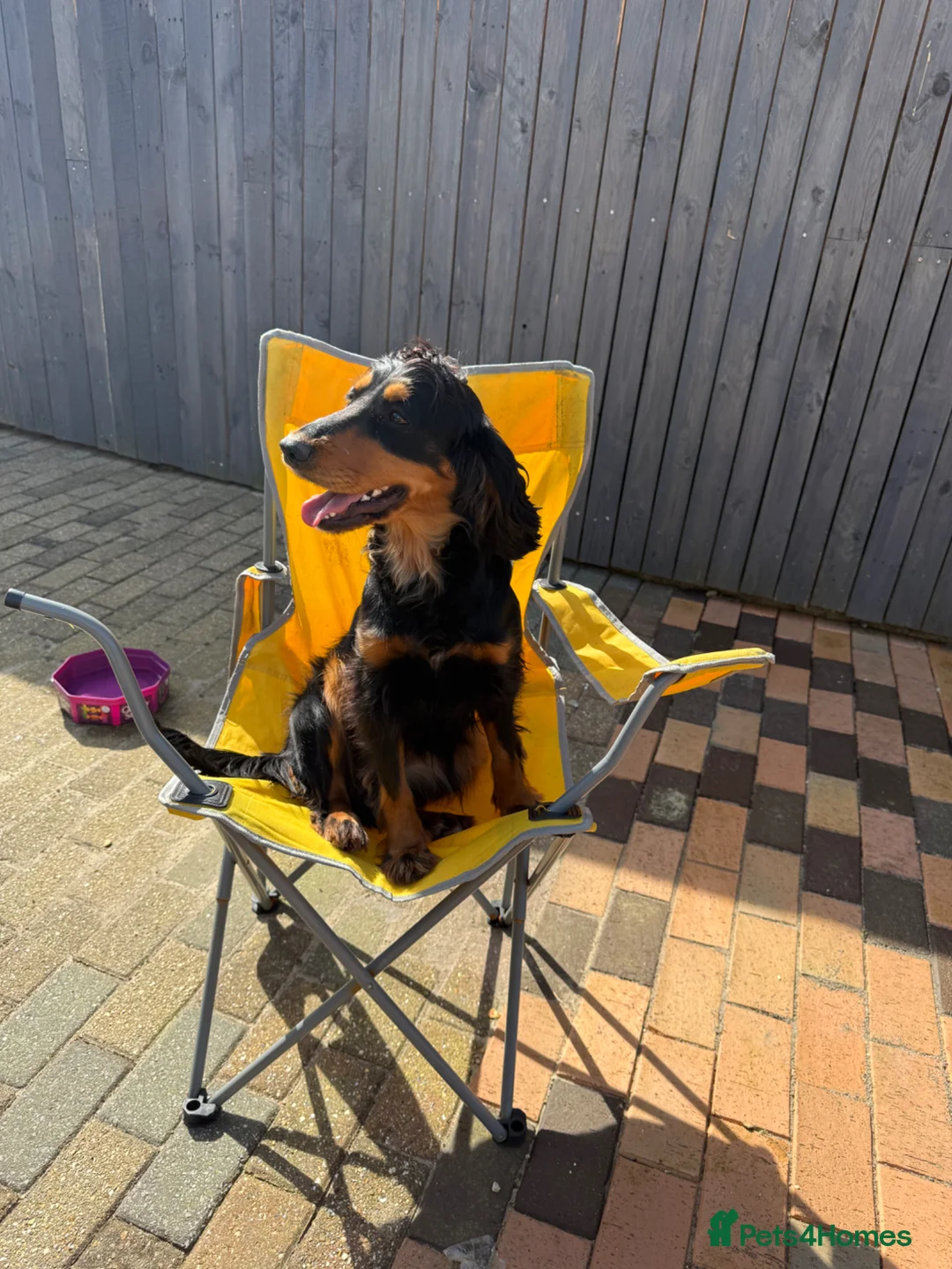 Cocker Spaniel dogs for sale: Cocker Spaniel  in Southampton - Advert 10