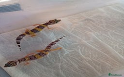 Leopard Gecko reptiles for sale: Baby leopard geckos  - Image 1
