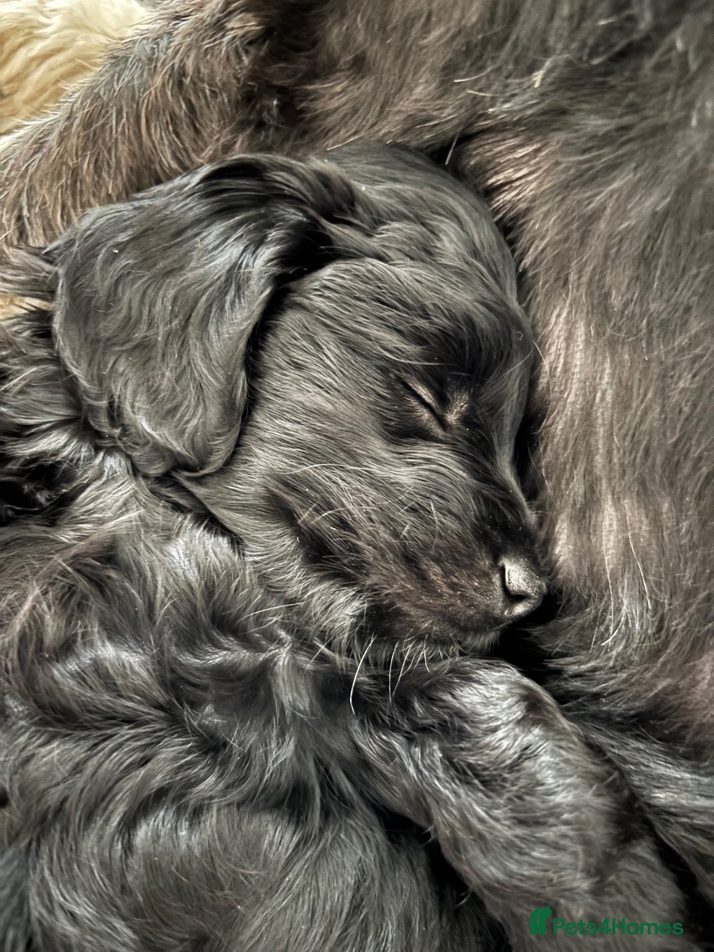 Cockapoo dogs for sale: Beautiful Black F1b Cockapoo Girl. - Advert 18