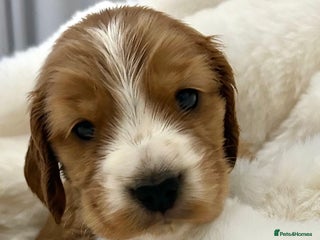 Cocker Spaniel dogs KC Reg Show Type Cocker Spaniel Boys - Advert 7