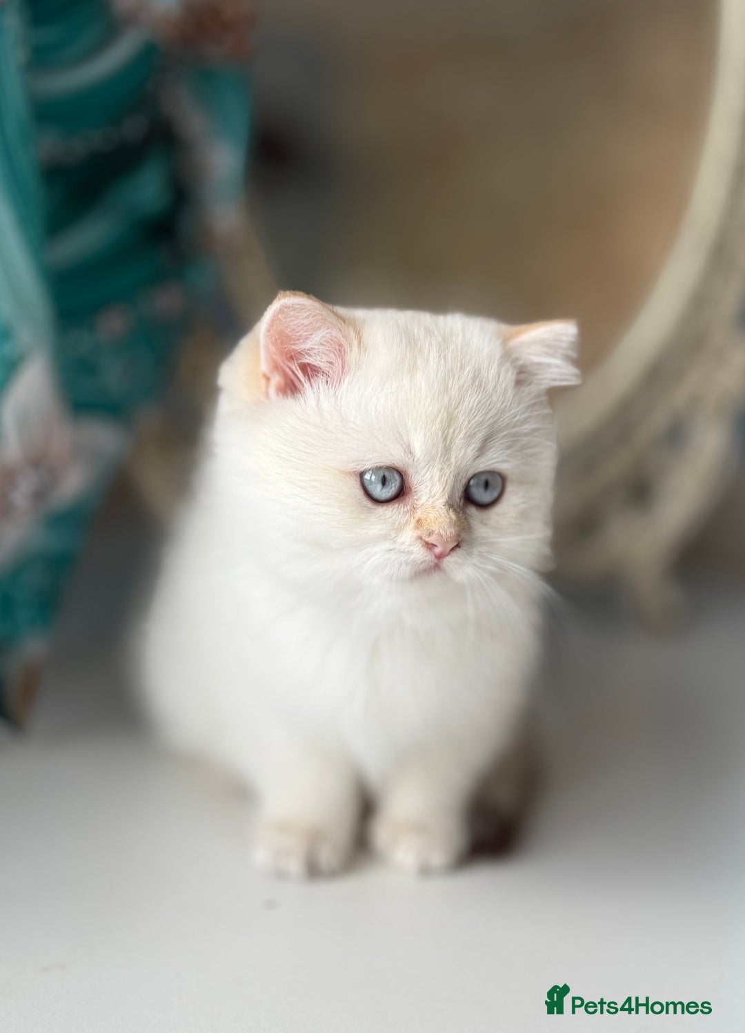 British Shorthair cats for sale: 🌟Adorable Pure BSH 5 kittens 🌟 - Image 22