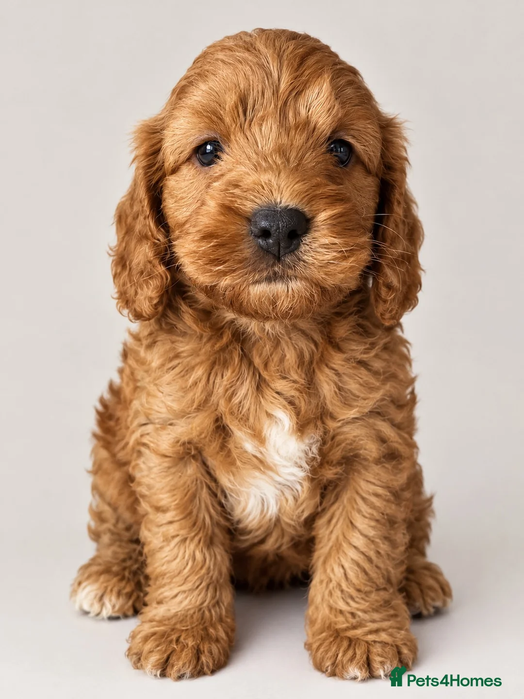 Cockapoo dogs for sale: Deep red cockapoo’s  - Advert 2