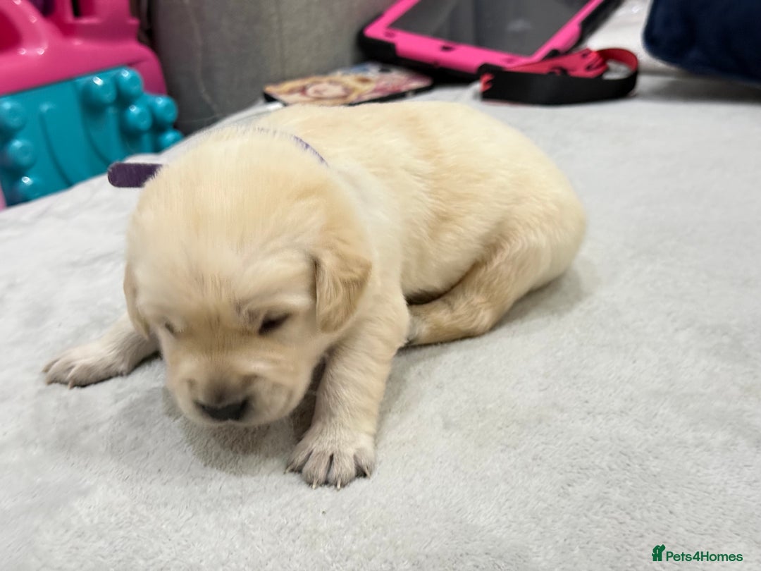 Golden Retriever dogs for sale: 6 golden retriever puppies for sale - Advert 3