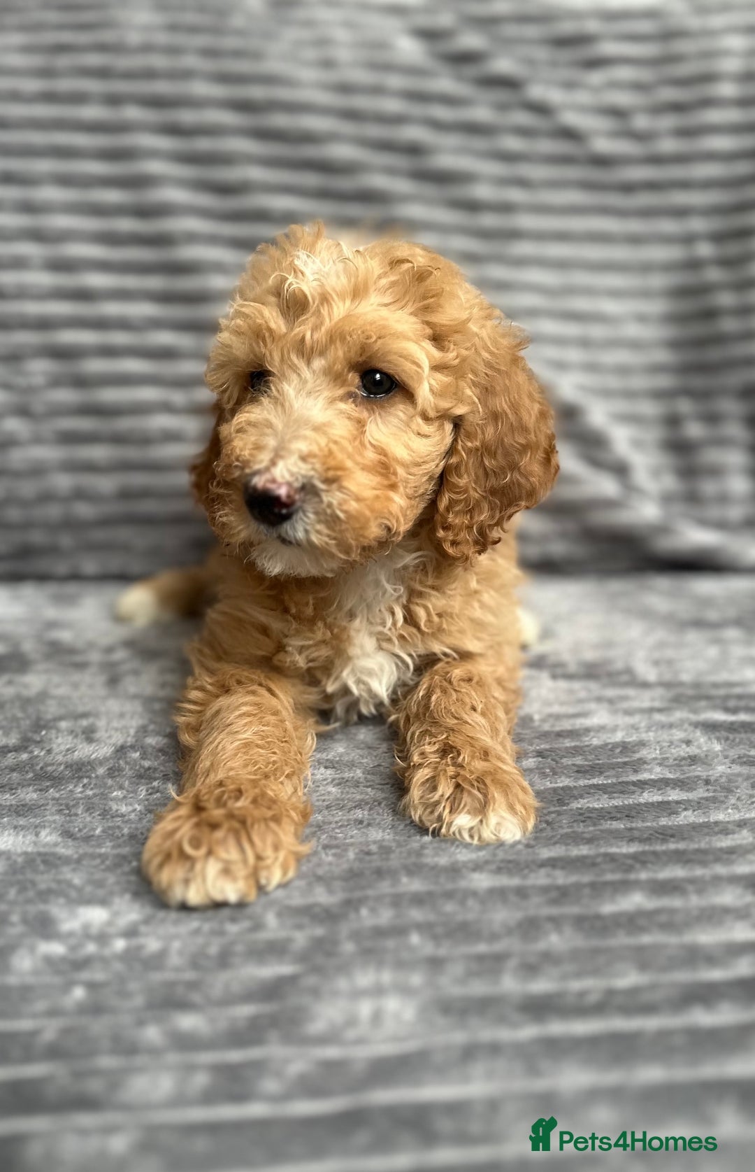 Goldendoodle dogs for sale: STUNNING GOLDEN DOODLES READY NOW - Image 20
