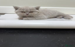 British Shorthair cats for sale: Beautiful British shorthair champion bloodlines - Image 1