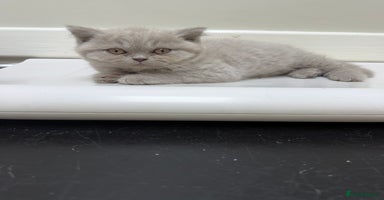 British Shorthair cats - Advert 3