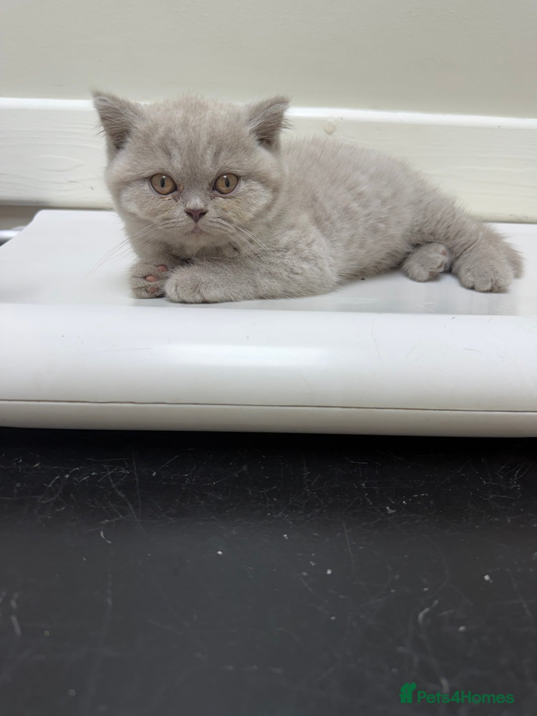 British Shorthair cats for sale: Beautiful British shorthair champion bloodlines - Image 1