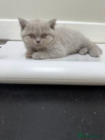 British Shorthair cats - Advert 3