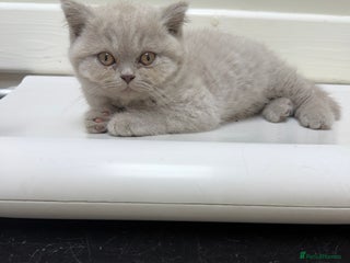 British Shorthair cats - Advert 19