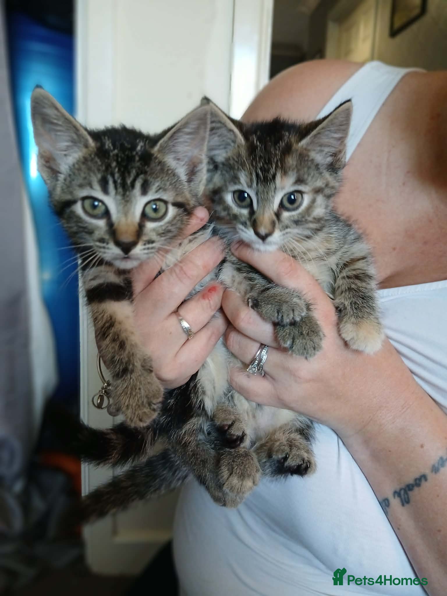 Mixed Breed cats Kittens  - Advert 1