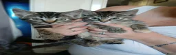 Mixed Breed cats for sale: Kittens  - Advert 1