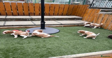 Cavalier King Charles Spaniel dogs - Advert 6