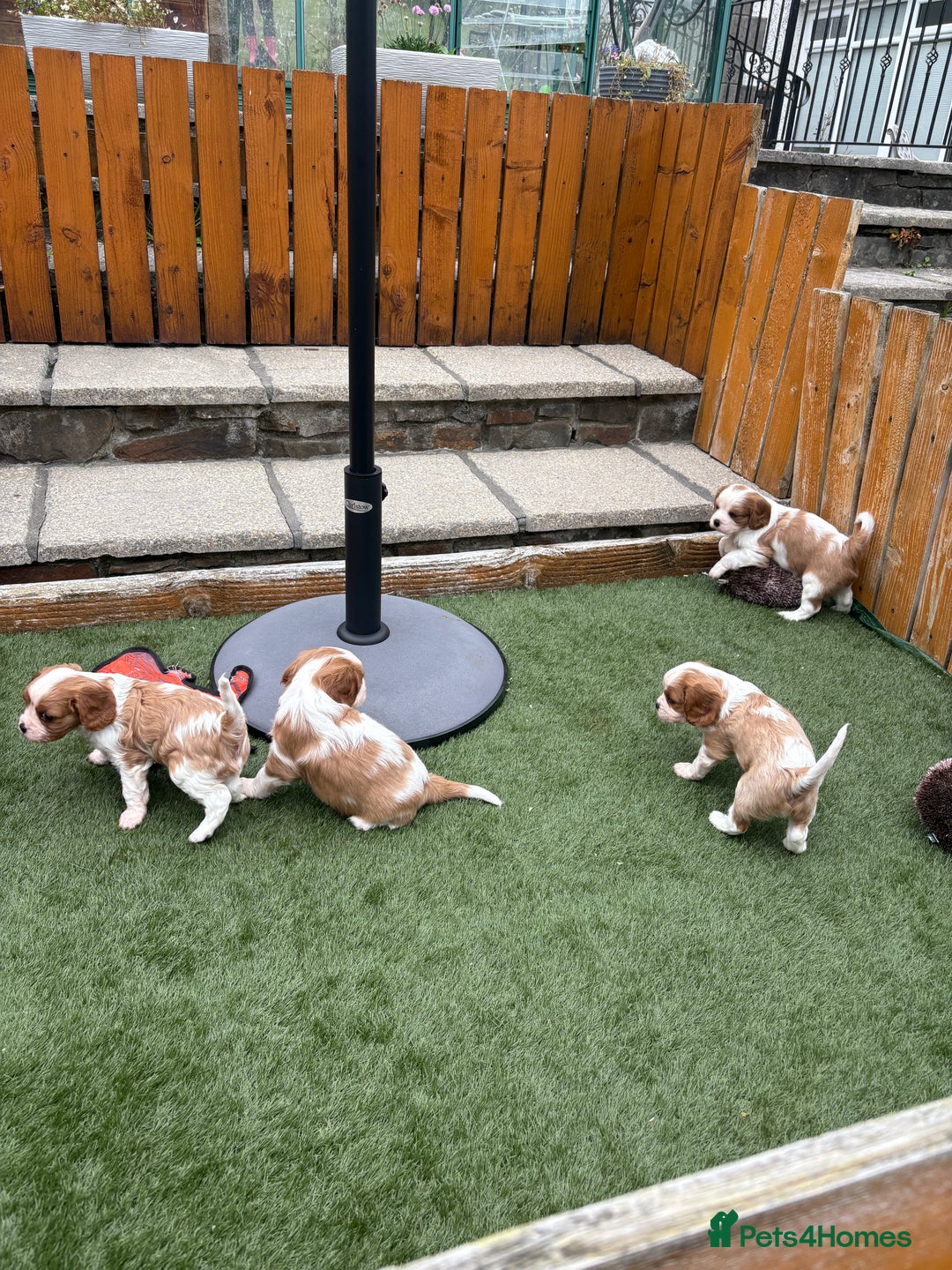 Cavalier King Charles Spaniel dogs for sale: DNA tested parents, Kc reg Cavalier pups - Image 2