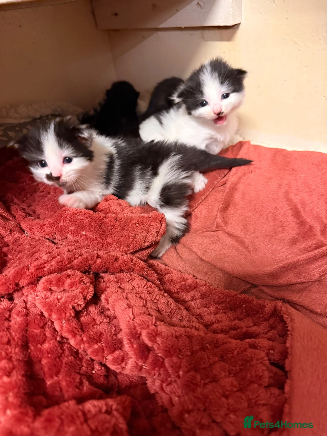 Bombay cats for sale: Beautiful tuxedo kittens  in Torquay - Advert 2