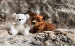Yorkshire Terrier dogs for sale: Miniature pedigree Yorkshire Terrier  - Image 5