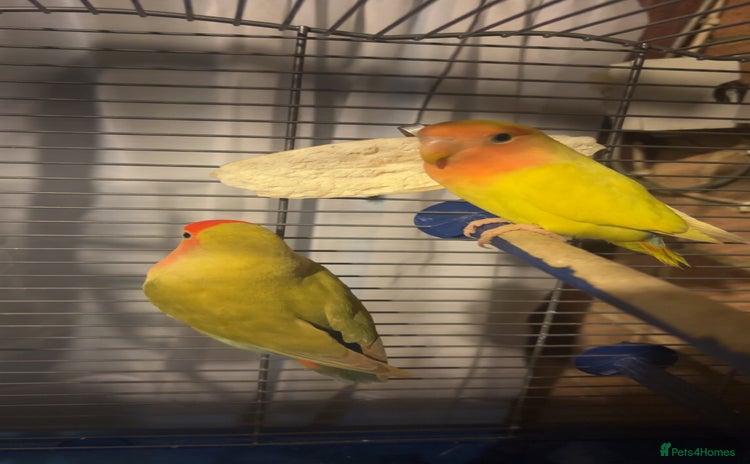 Lovebirds birds - Advert 6