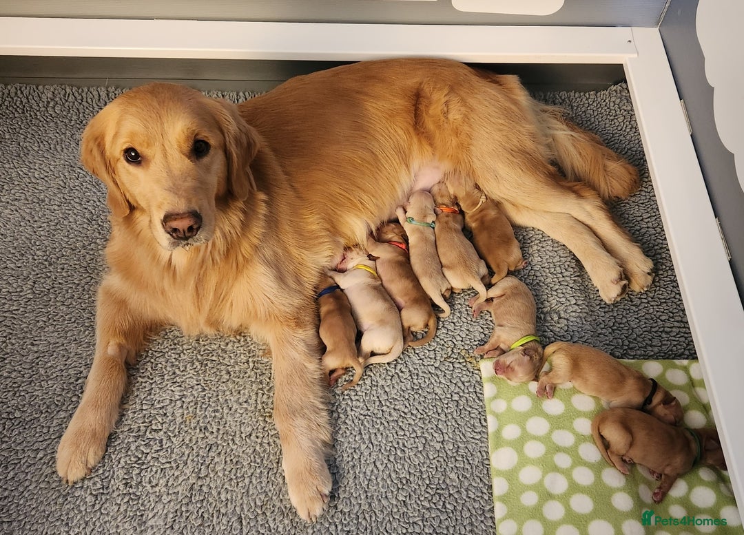 Golden Retriever dogs for sale: Litter of Golden Retriever Puppies Ready Now. - Image 10