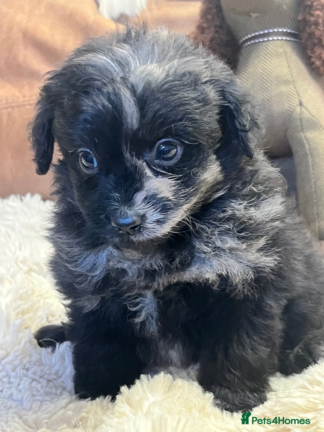 Pomapoo dogs for sale: stunning confident types - Image 6