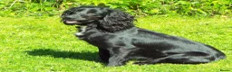 Cocker Spaniel dogs for sale: K C Registered, Extensively Health Tested Parents - Advert 2