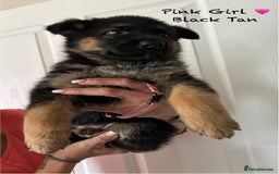 German Shepherd dogs for sale: K.C German Shepherd Puppies  - Image 8