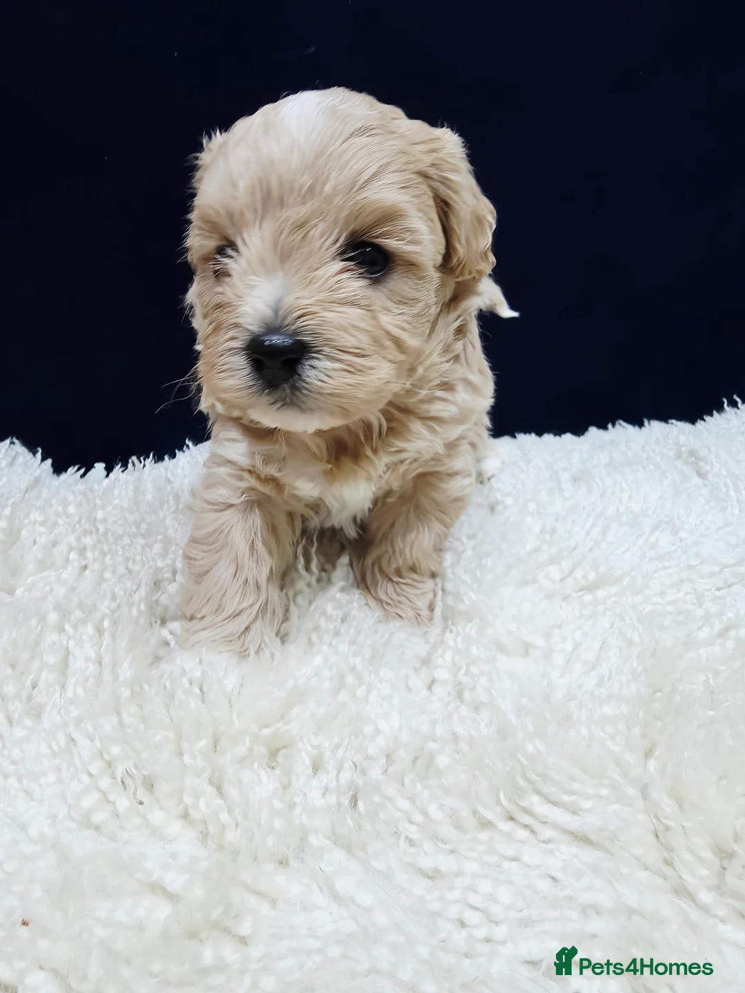 Maltipoo dogs for sale: F1B Maltipoo Puppies, Toy Size, Hypoallergenic, - Advert 24