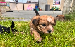 Yochon dogs for sale: Millie’s first litter  - Image 3