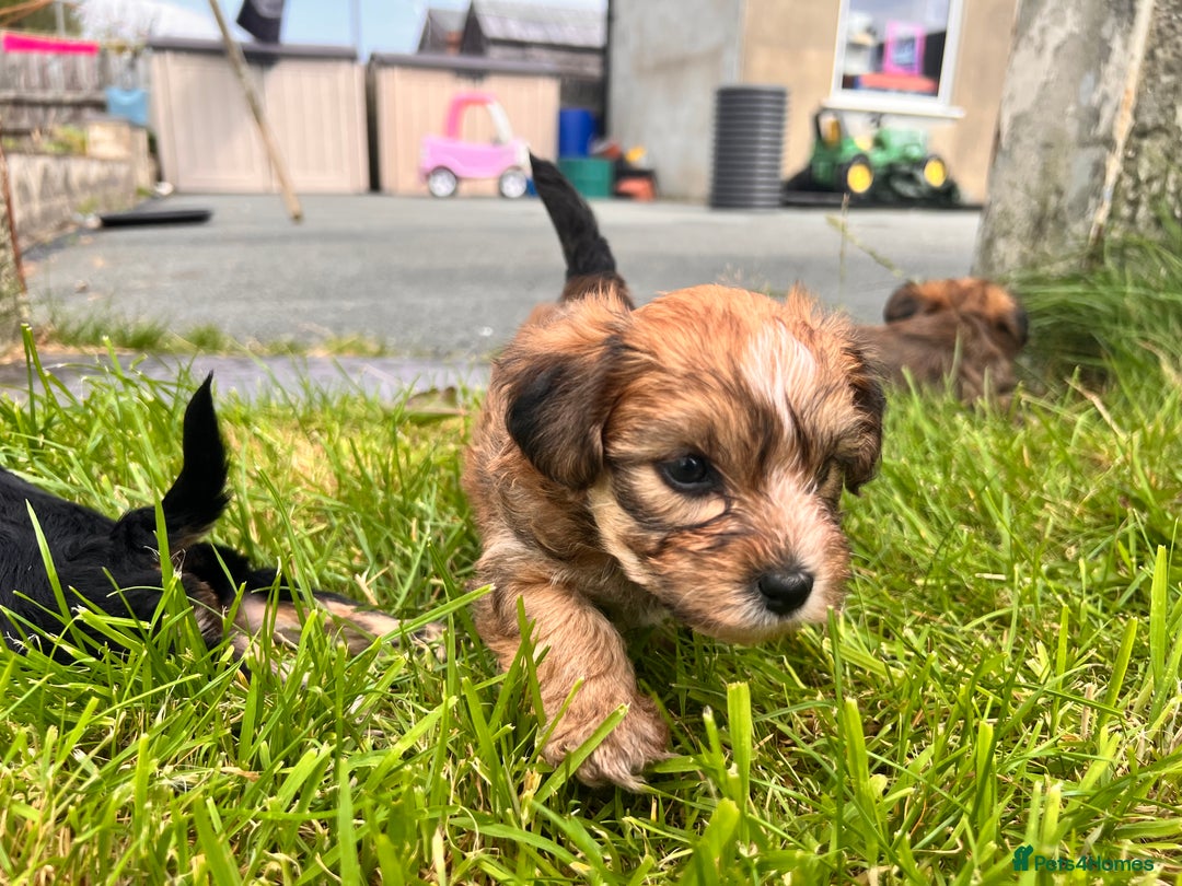 Yochon dogs for sale: Millie’s first litter  - Image 3