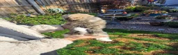 Lhasa Apso dogs for sale: Lhasa Apso Puppies  - Advert 4
