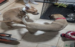 Cane Corso dogs for sale: Cane corso 7 months old  - Image 4