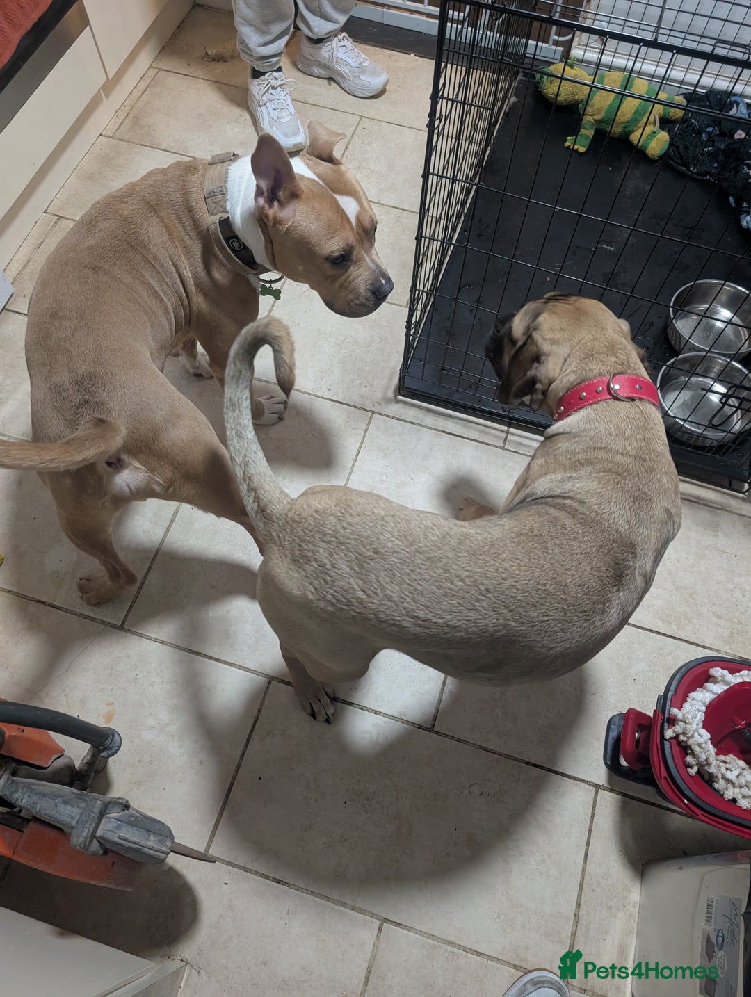 Cane Corso dogs for sale: Cane corso 7 months old  - Image 4