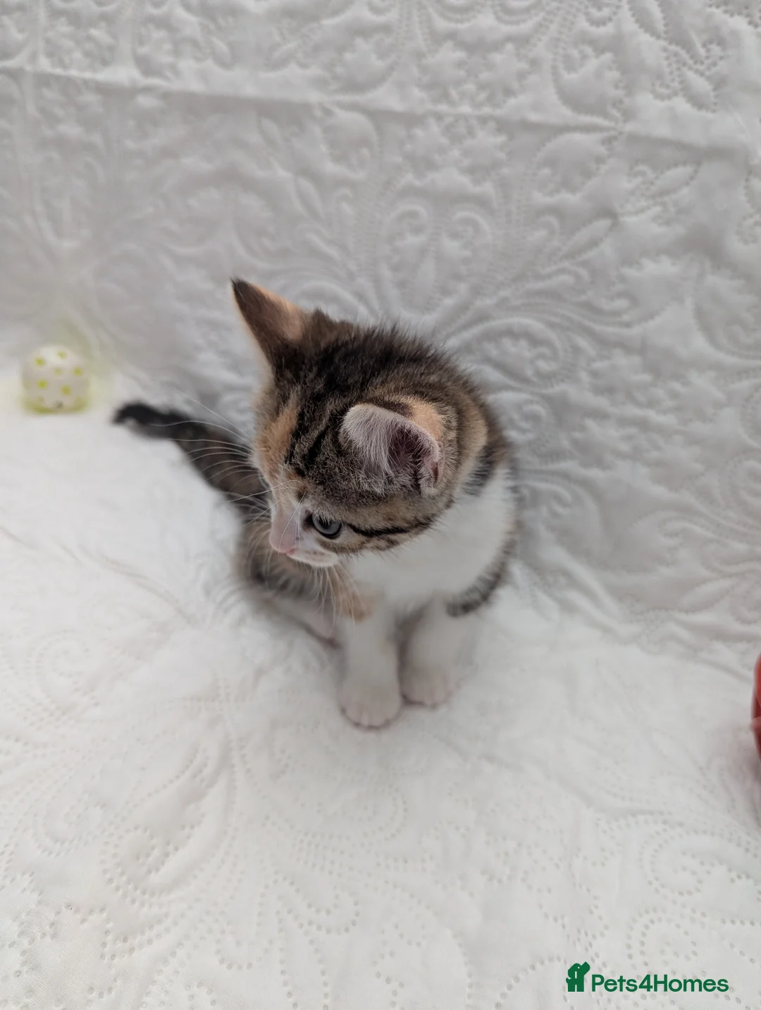 Mixed Breed cats for sale: Tri-color beautiful kitten, called Calicos  in Luton - Advert 21