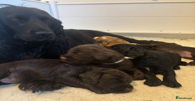 Cocker Spaniel dogs Beautiful Litter of Cocker Spaniel Puppies  - Advert 2