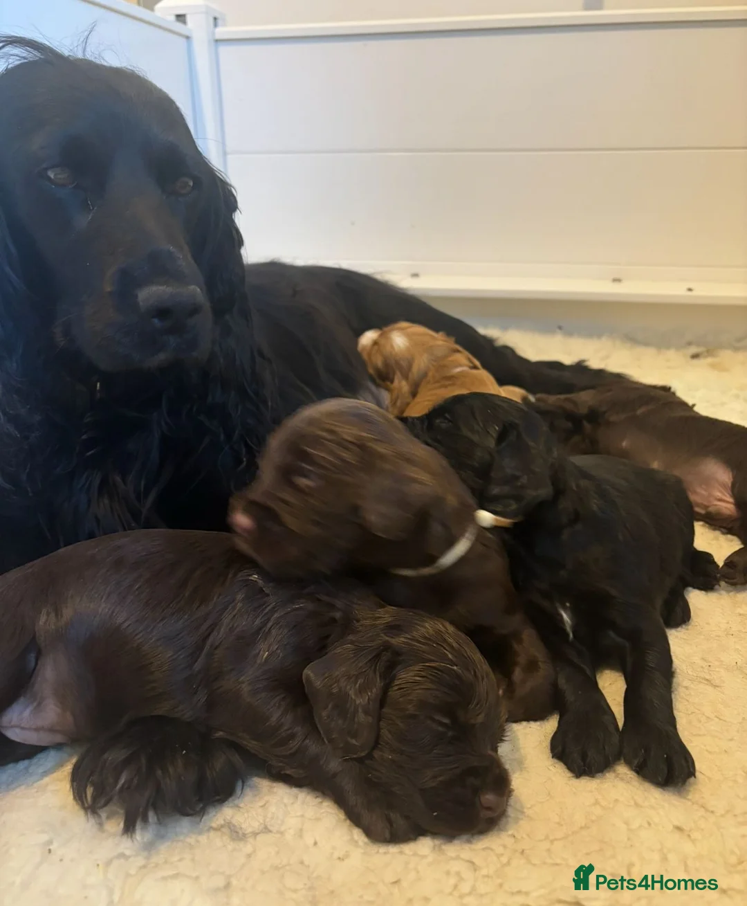 Cocker Spaniel dogs for sale: Beautiful boy remaining Cocker Spaniel Puppies  - Advert 9