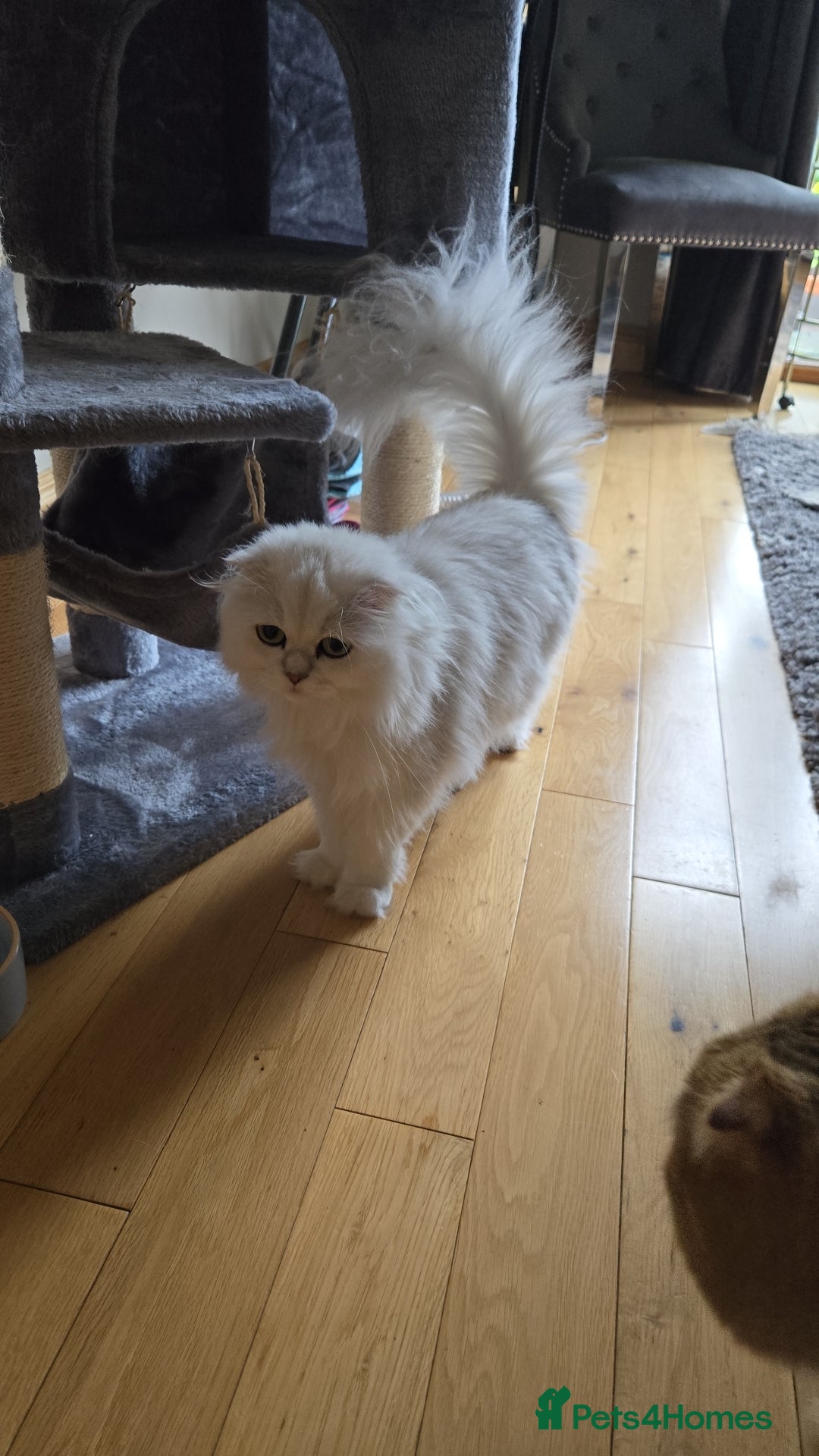Scottish Fold cats for sale: Scottish fold long hair  - Image 8