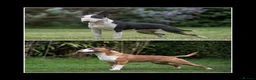 English Bull Terrier dogs for sale: UK's top quality ebt puppies - Advert 3