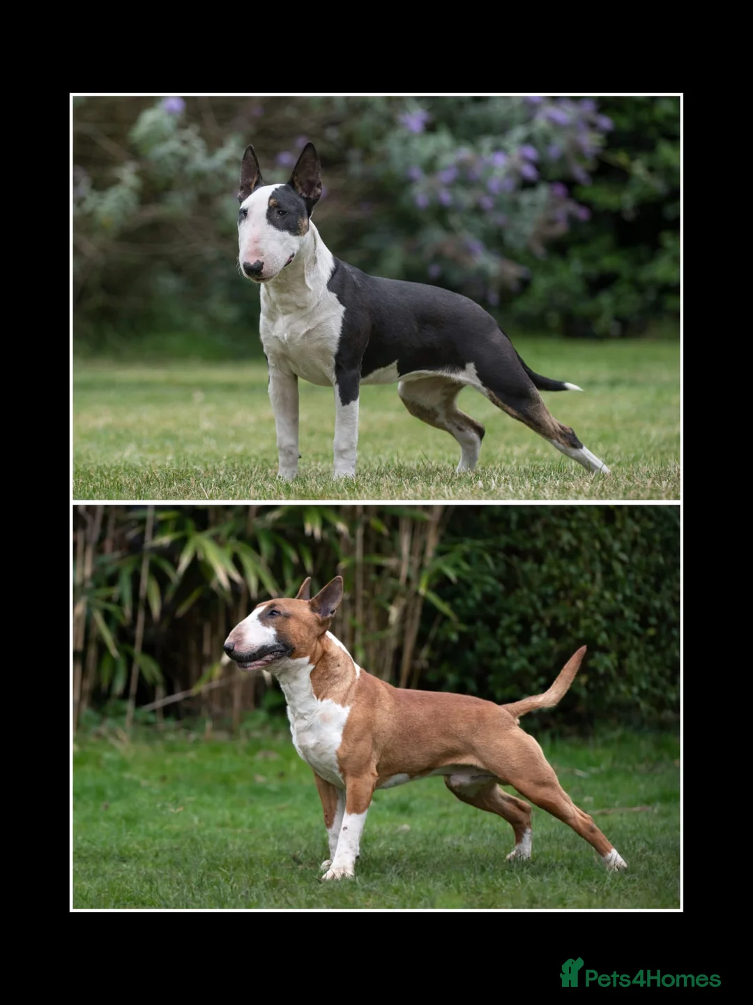 English Bull Terrier dogs for sale: UK's top quality ebt puppies - Advert 3