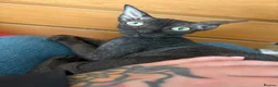 Sphynx cats for sale: 3/4 sphynx female kitten needs loving home  - Advert 2