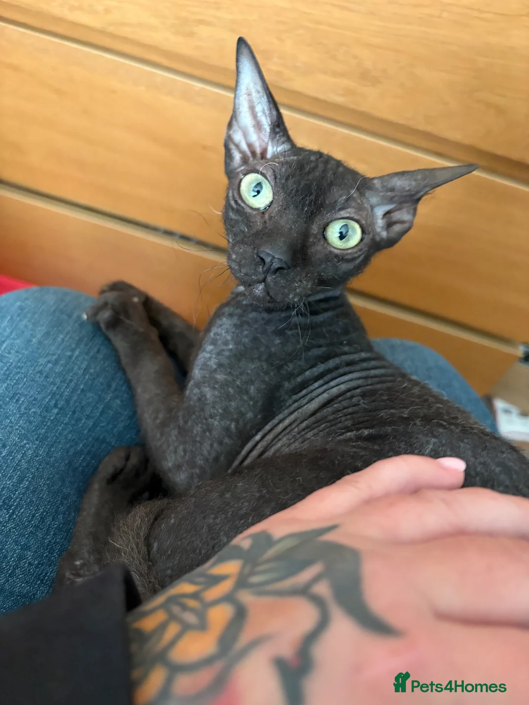 Sphynx cats for sale: 3/4 sphynx female kitten needs loving home  - Advert 2