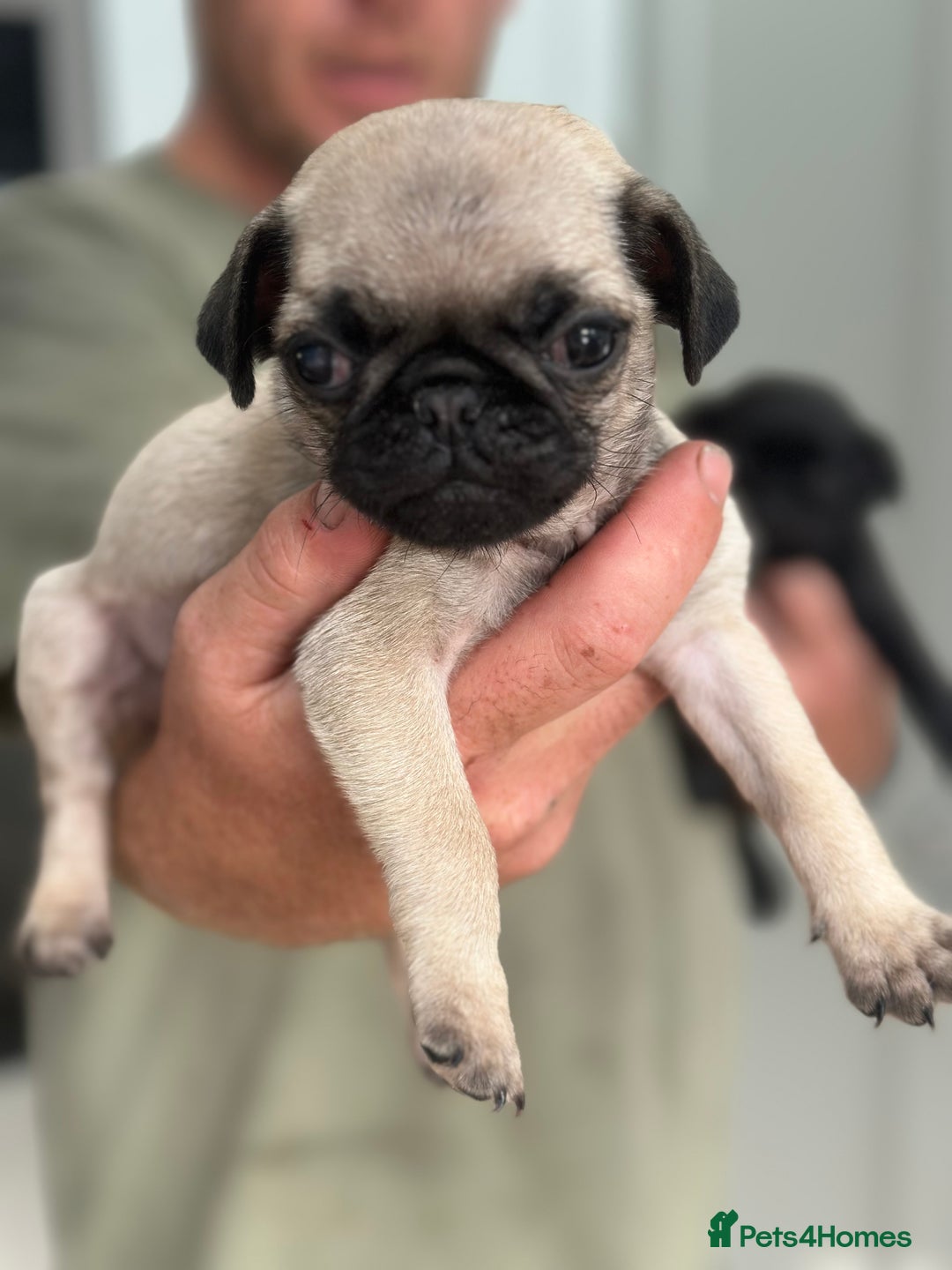 Pug dogs for sale: Adorable Pug Puppies Ready now! ❤️🐶🐾 - Image 2